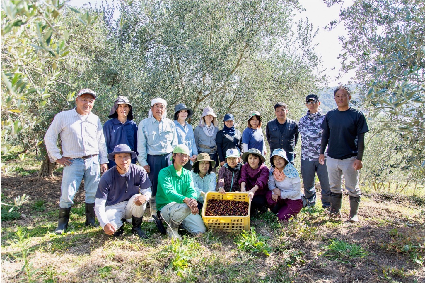 olive-oil-producer_toyo