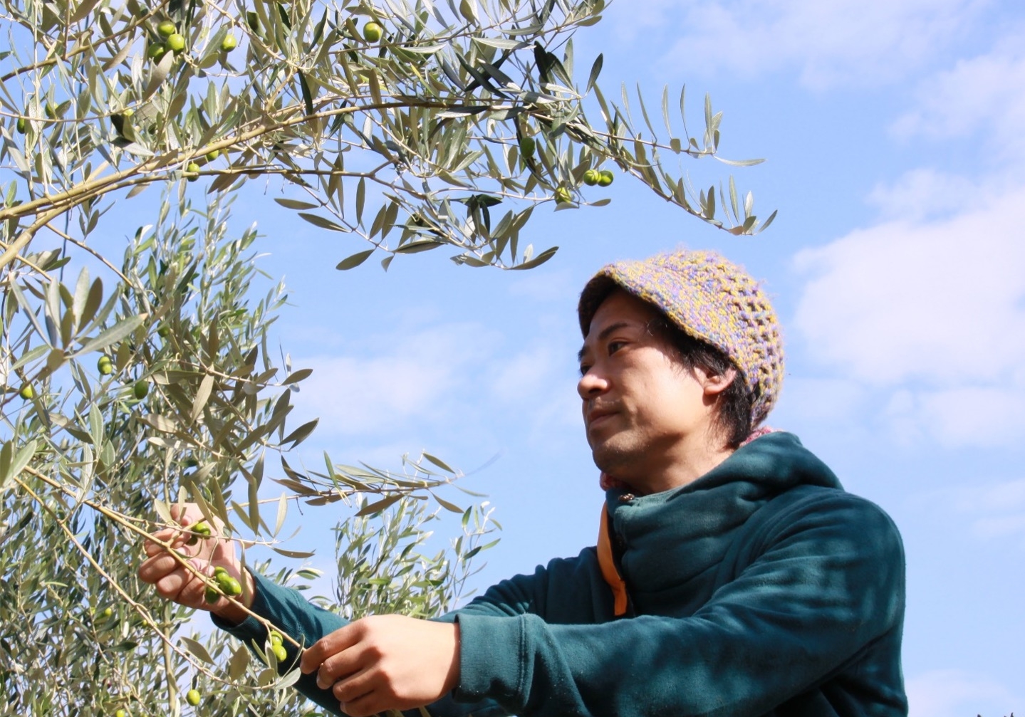 olive-oil-producer_mitoyo